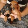 Puppies for sale Germany, Berlin Dachshund