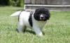 Puppies for sale Germany, Berlin Newfoundland