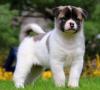 Puppies for sale Germany, Berlin Akita