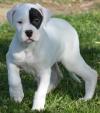 Puppies for sale Germany, Berlin Other breed, Dogo Argentino