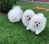 Puppies for sale Germany, Berlin Pomeranian Spitz