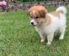 Puppies for sale Germany, Berlin Other breed, Great Pyrenees