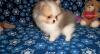 Puppies for sale Greece, Patra Other breed