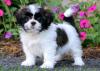 Puppies for sale Germany, Berlin Shih Tzu