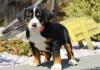 Puppies for sale Germany, Berlin Great Swiss mountain Dog