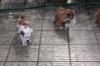 Puppies for sale Germany, Frankfurt an der Oder English Bulldog