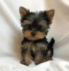 Puppies for sale Germany, Berlin Yorkshire Terrier