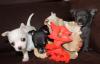Puppies for sale Greece, Piraeus Chihuahua