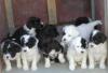 Puppies for sale Germany, Berlin Other breed, Portuguese Water Dog