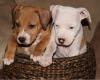 Puppies for sale Germany, Berlin American Staffordshire Terrier