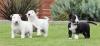 Puppies for sale Germany, Berlin Bull Terrier
