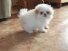 Puppies for sale Germany, Berlin Japanese Hin