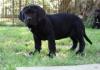 Puppies for sale Germany, Berlin Neapolitan Mastiff