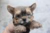 Puppies for sale Estonia, Tallinn Yorkshire Terrier