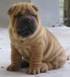 Puppies for sale Netherlands, Maastricht Shar Pei