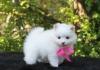 Puppies for sale Italy, San Remo , Pomeranian 