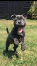 Puppies for sale Germany, Staffordshire Bull Terrier