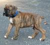 Puppies for sale Sweden, Malmo Boxer