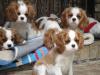 Puppies for sale Portugal, Lisbon King Charles Spaniel