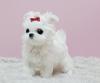 Puppies for sale Italy, Salerno Maltese