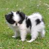 Puppies for sale Cyprus, Nicosia Japanese Hin