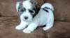Puppies for sale Lithuania, Vilnius Havanese