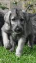 Puppies for sale Cyprus, Larnaca Irish Wolfhound