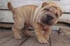 Puppies for sale Germany, Hannover Shar Pei