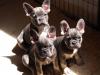 Puppies for sale Cyprus, Larnaca French Bulldog