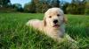Puppies for sale Belgium, Bruges Golden Retriever