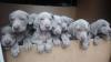 Puppies for sale Cyprus, Limassol Weimaraner