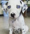 Puppies for sale Germany, Mainz Dalmatian