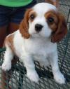 Puppies for sale Netherlands, Dordrecht King Charles Spaniel