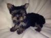Puppies for sale France, Paris Yorkshire Terrier