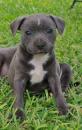Puppies for sale Cyprus, Nicosia Staffordshire Bull Terrier