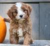 Puppies for sale Germany, Munich , cavapoo