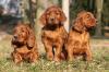 Puppies for sale Greece, Athens Irish Setter