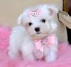 Puppies for sale Cyprus, Larnaca Maltese