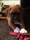 Puppies for sale Cyprus, Ayia Napa Boxer