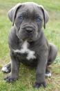 Puppies for sale Italy, Bologna , Cane corso