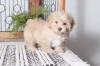 Puppies for sale Denmark, Kopenagen , havapoo
