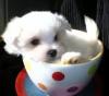 Puppies for sale Italy, Milan Maltese