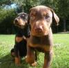 Puppies for sale Denmark, Kopenagen Doberman