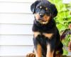 Puppies for sale Italy, Cortina d'ampetso Rottweiler