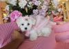 Puppies for sale Austria, Linz Maltese