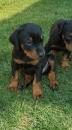 Puppies for sale Cyprus, Paphos Doberman