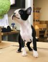 Puppies for sale Germany, Dusseldorf Boston Terrier