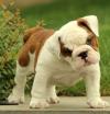 Puppies for sale France, Paris English Bulldog