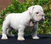 Puppies for sale France, Paris English Bulldog