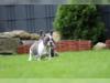 Puppies for sale Cyprus, Limassol French Bulldog